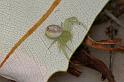 Diaea_evanida_D7892_Z_88_North Stradbroke island_Australie